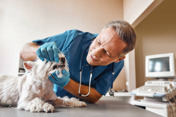Best Emergency Dentist for Special Needs Patients in Mountain View, AR